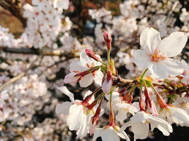 桜の季節ですね