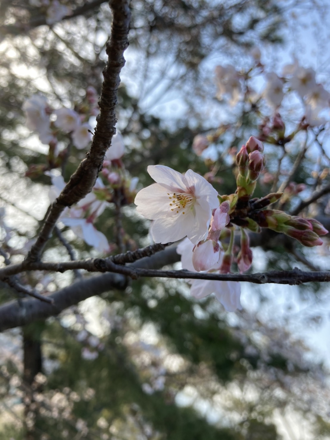 桜が咲くころに思うこと。