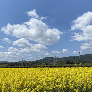 菜の花畑