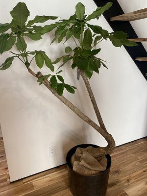 Symbol tree　～植栽の剪定方法とは～
