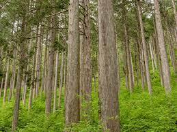 知っておきたい住宅木材の特徴 ヒノキ・杉
