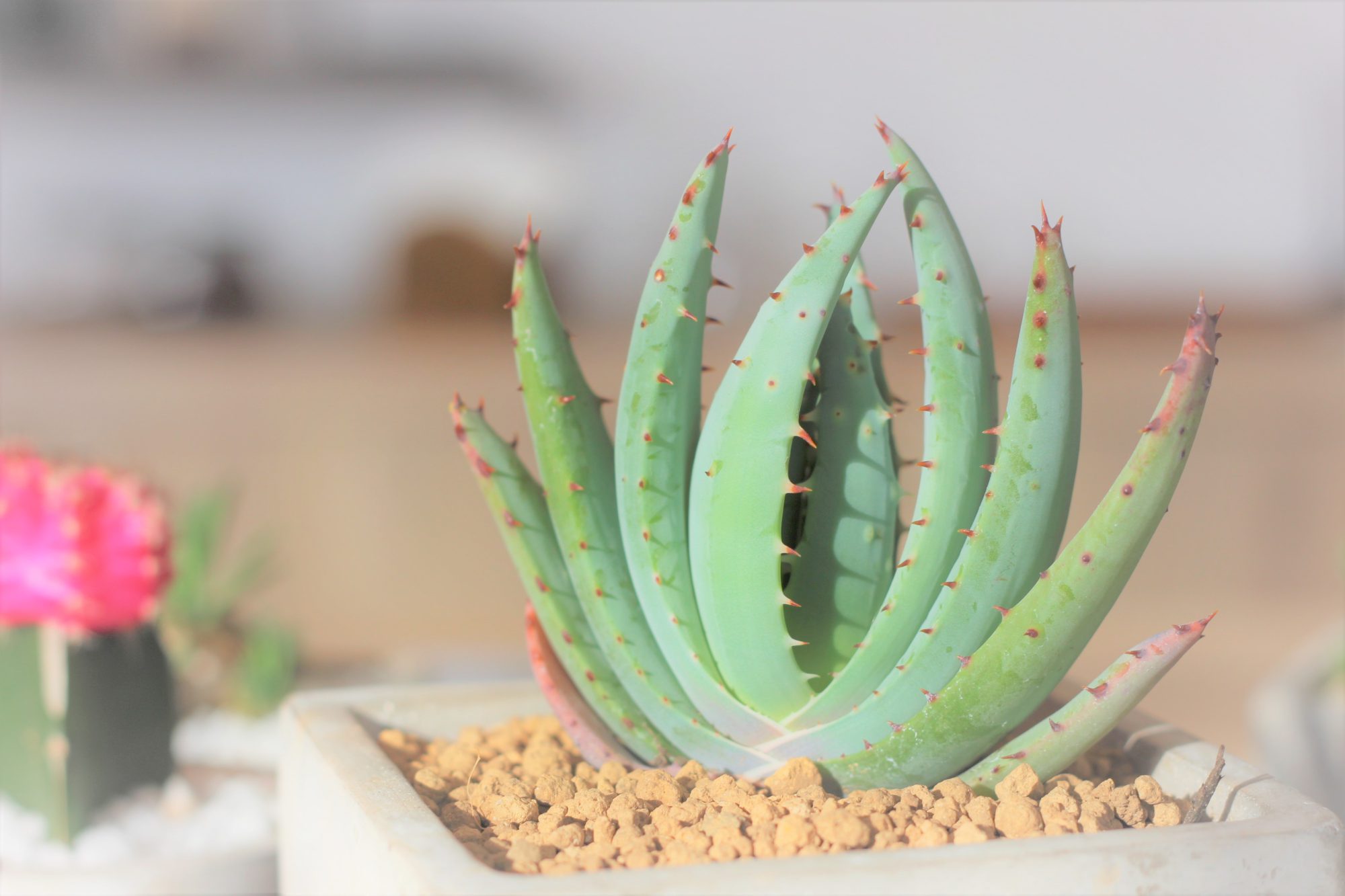 菰野スタジオの日常 スタッフブログ 三重の注文住宅 新築戸建て ハウスクラフト 菰野スタジオの日常 スタッフブログ 三重の注文住宅 新築戸建て ハウスクラフト