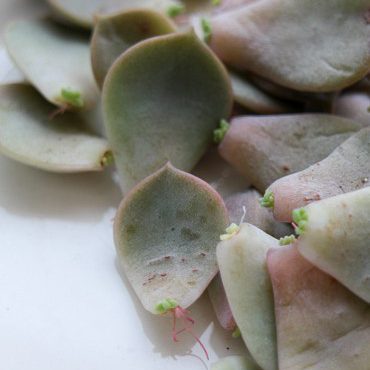 多肉植物の増やし方「葉挿し」