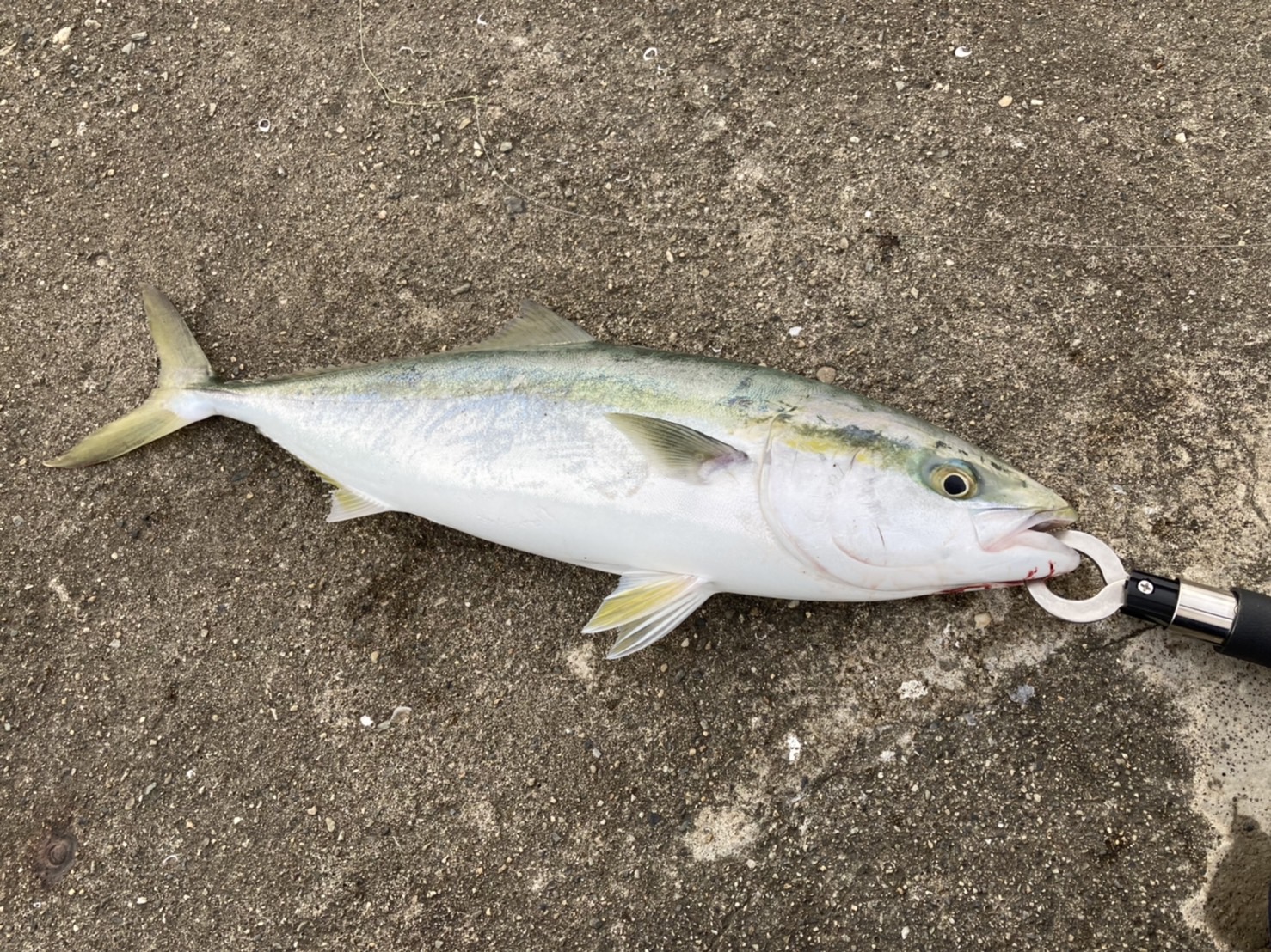 初釣りのはずが…