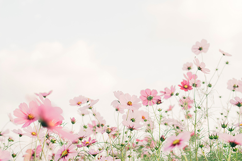 白とピンクの花