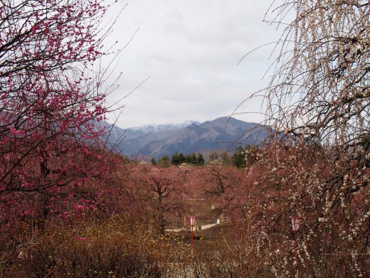 鈴鹿の森庭園