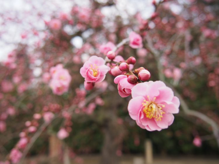 鈴鹿の森庭園