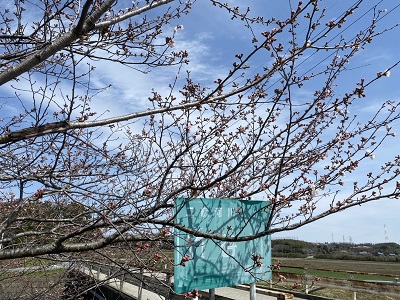 三重の桜