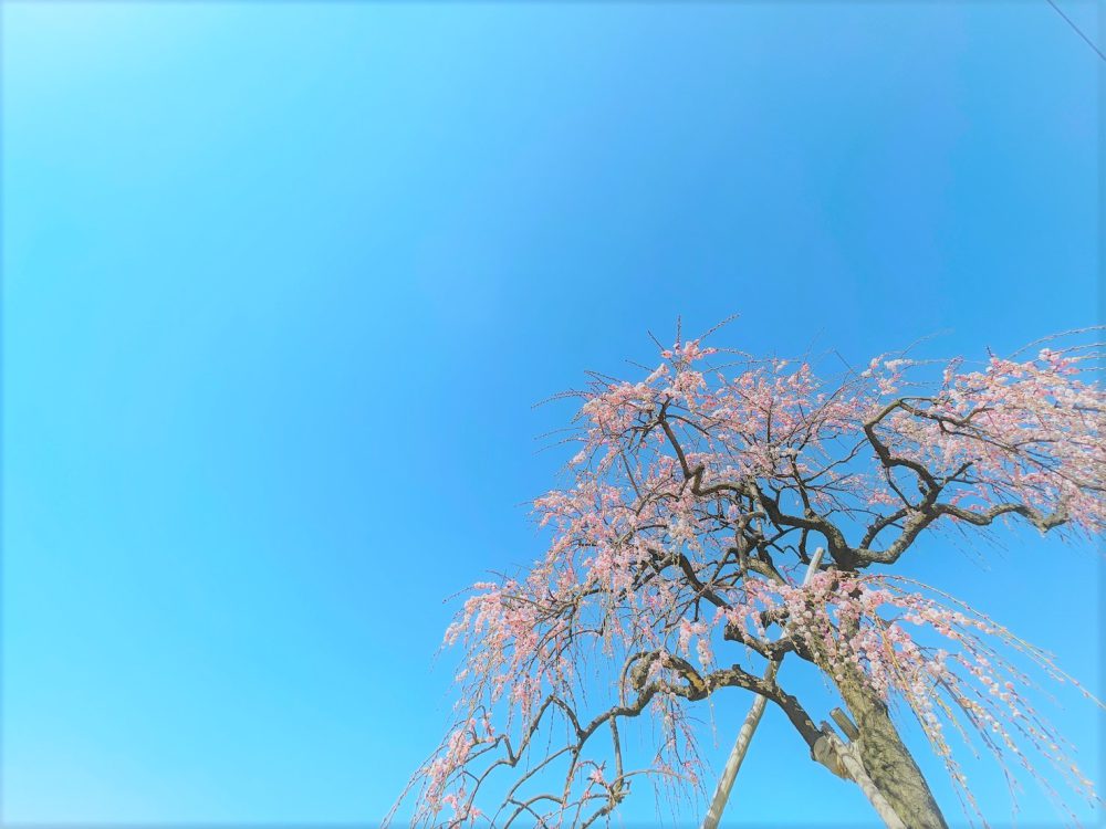 三重県のおすすめの桜