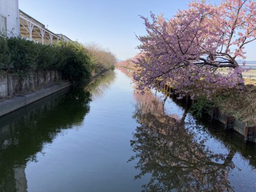 春の訪れ、河津桜