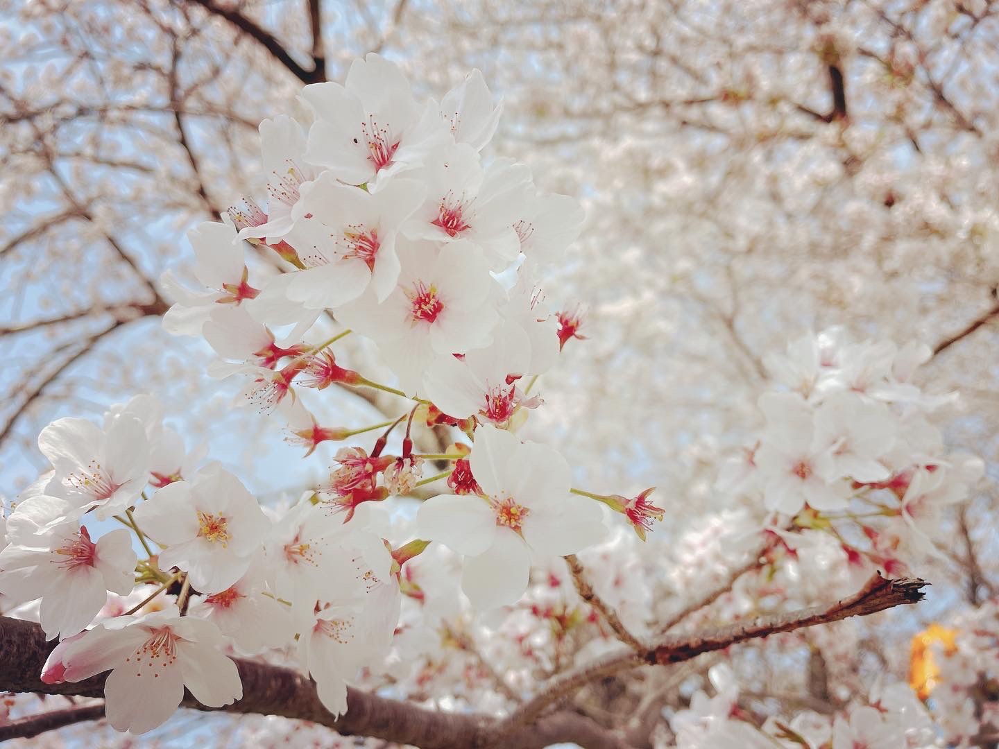 桜の季節がきました🌸