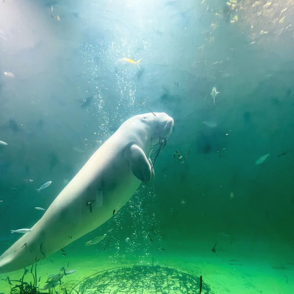 初の鳥羽水族館に感動