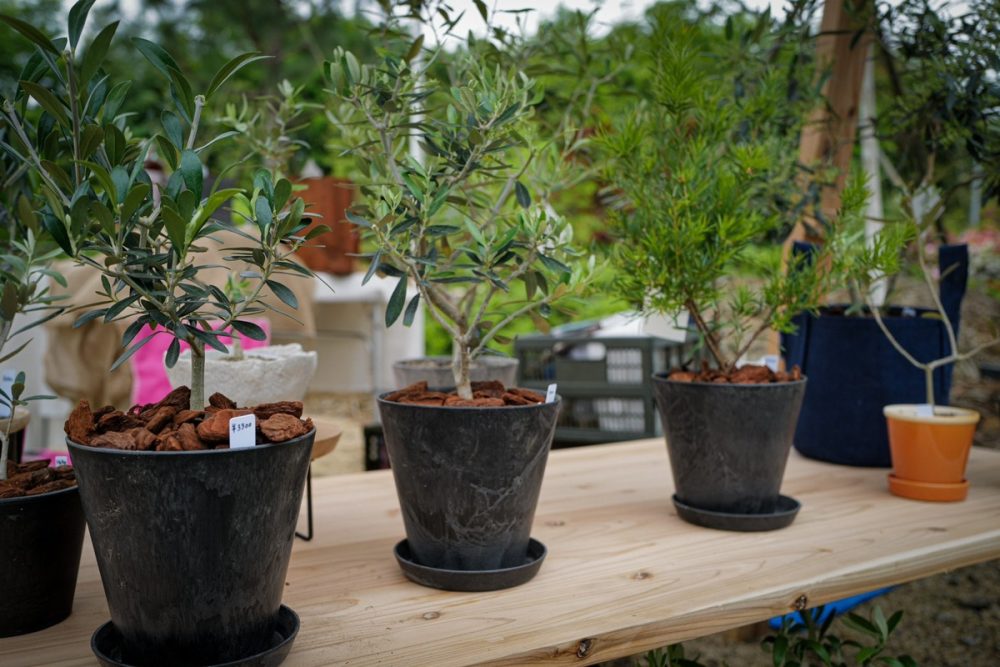 四日市を拠点に活動するALETTE OLIVE　観葉植物を購入できる