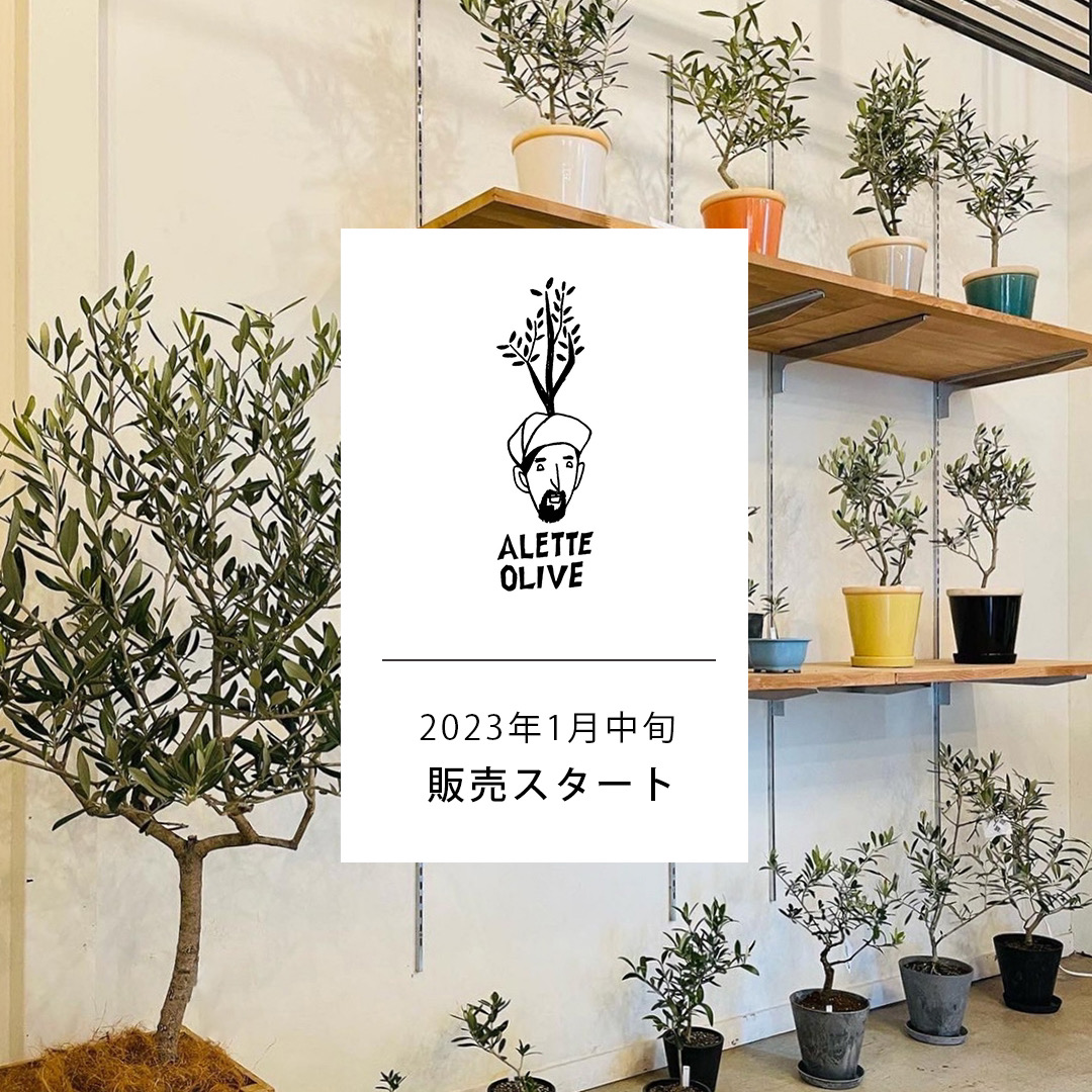 観葉植物の新規委託販売「ALETTE OLIVE様」