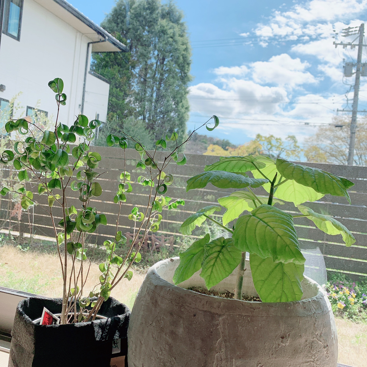 観葉植物の上手な育て方