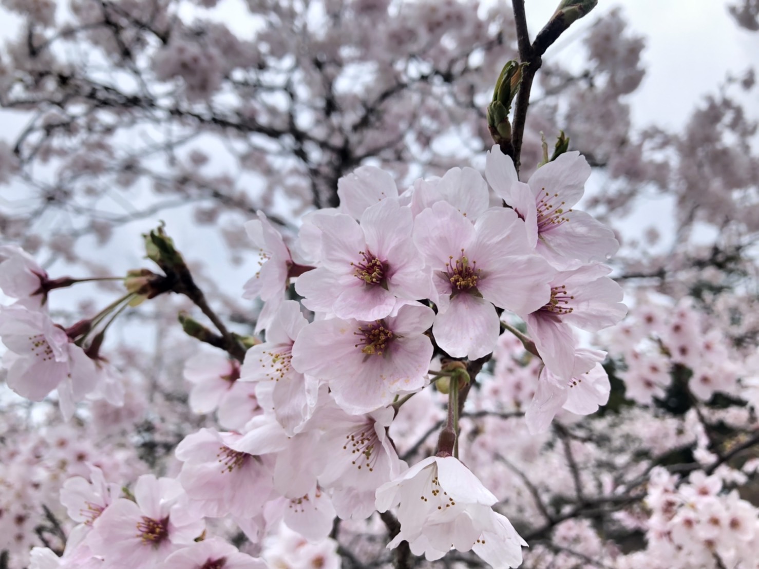 はじめまして！（新入社員挨拶）