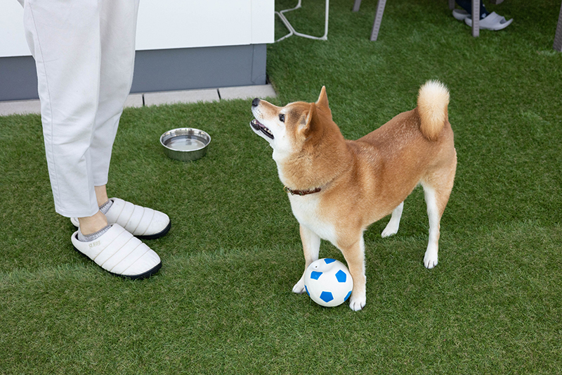 ボールを持っている柴犬りんご郎君