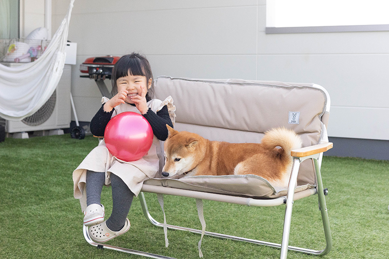 椅子に座る柴犬りんご郎君とくるみちゃん