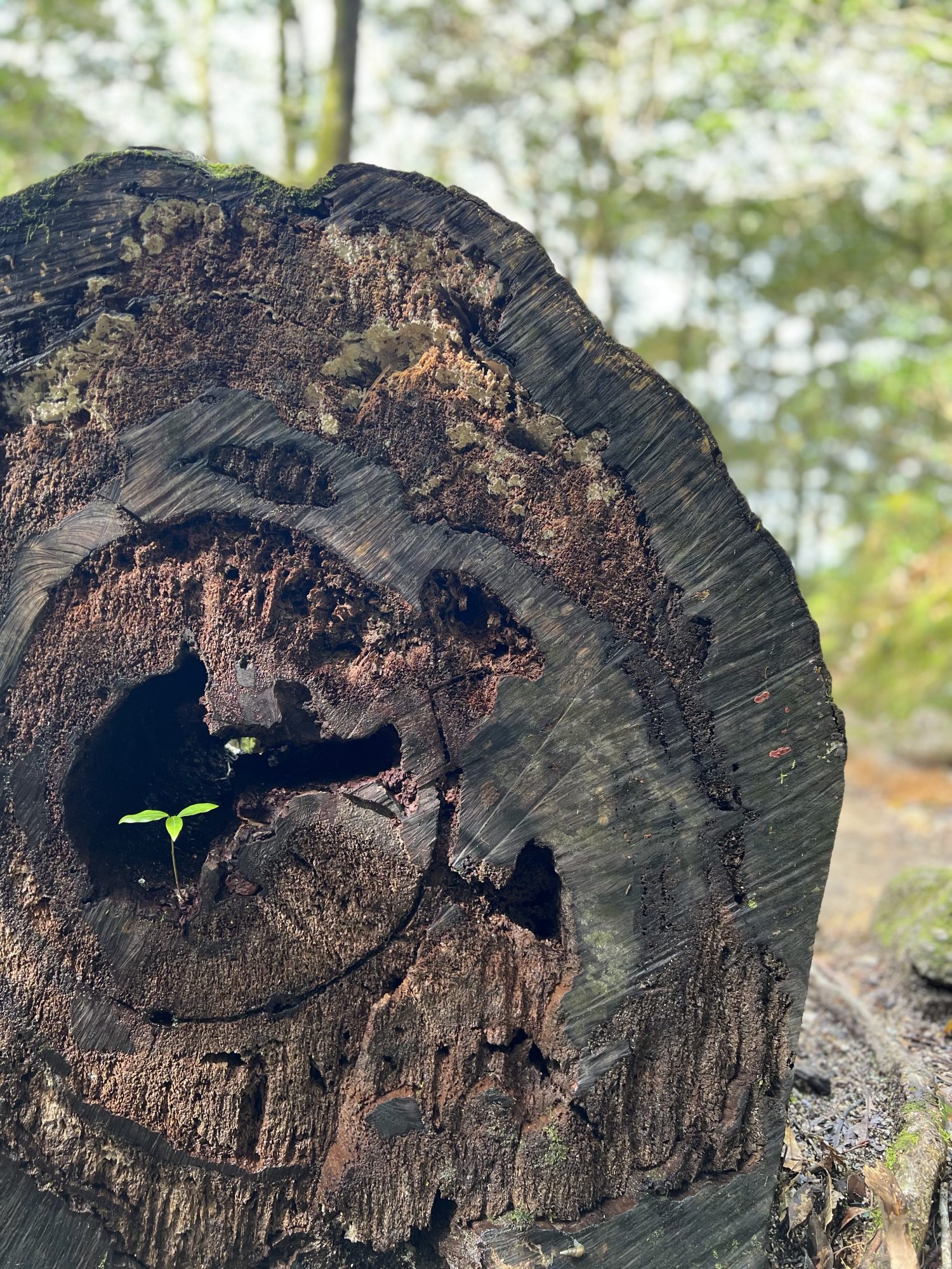 【自然のパワー】屋久島に行ってきました。