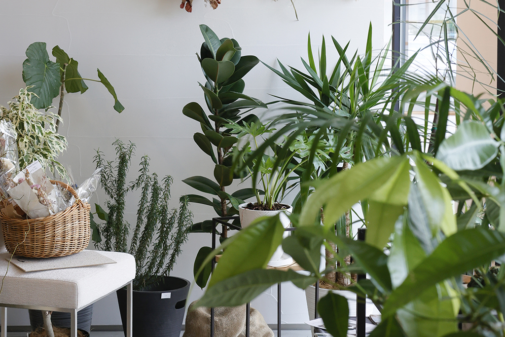 観葉植物で清涼感のあるお部屋に。