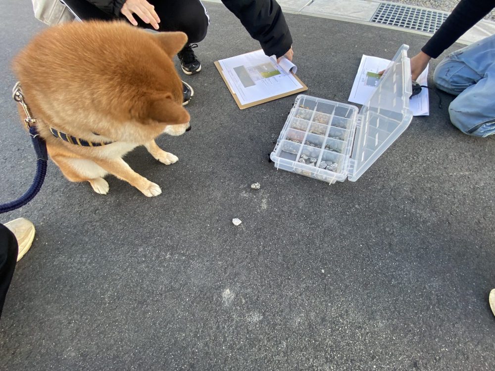 愛犬と家づくり