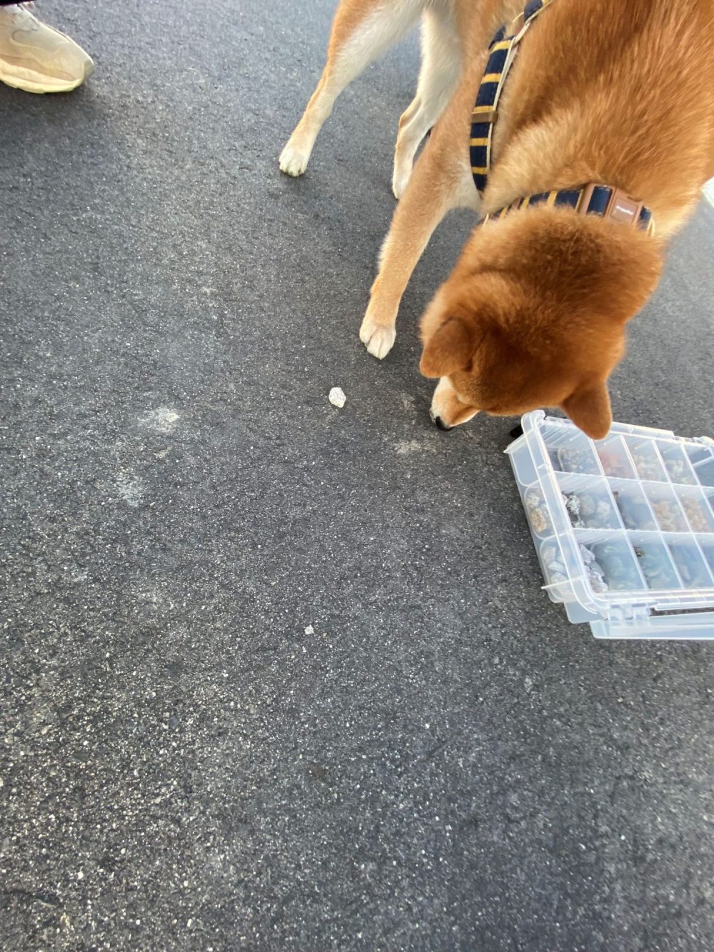 愛犬と家づくり