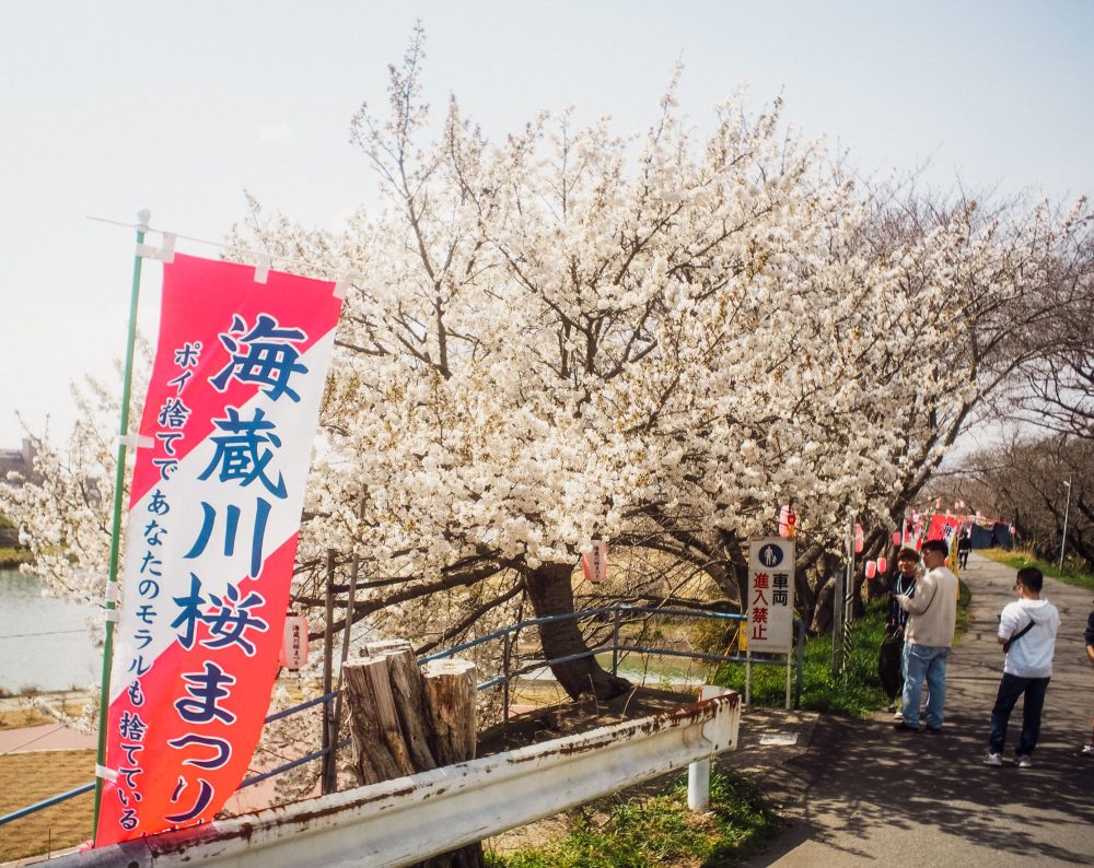 四日市 海蔵川桜まつりに行ってきました！