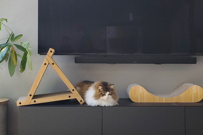 テレビボードの上でくつろぐ猫